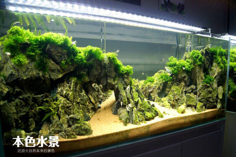 不種水草的魚缸造景好嗎：不種水草的魚缸造景可以嗎