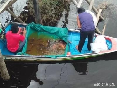 印尼虎魚(yú)暴斃事件是真的嗎：印尼虎魚(yú)暴斃事件可能是真實(shí)發(fā)生的，魚(yú)友b的印尼虎魚(yú)突然死亡