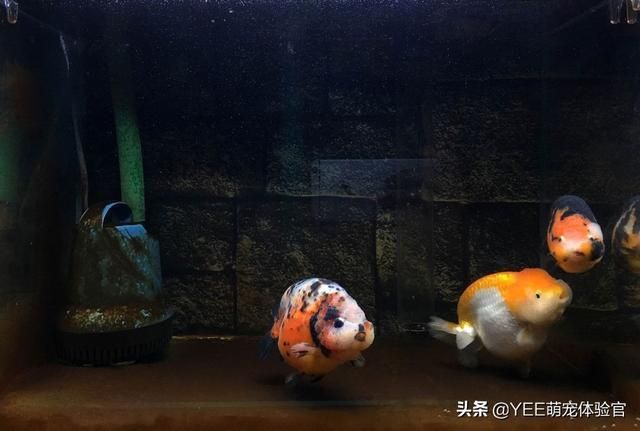 除魚缸褐藻的螺：嘩仔說魚番外篇第十期:觀賞螺魚缸除藻排行榜第十期 魚缸百科 第3張