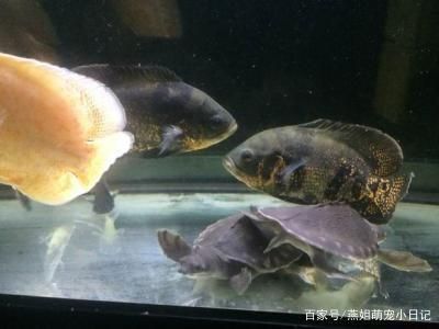 招財(cái)魚與龍魚混養(yǎng)會(huì)打架嗎為什么：招財(cái)魚與龍魚混養(yǎng)會(huì)打架嗎