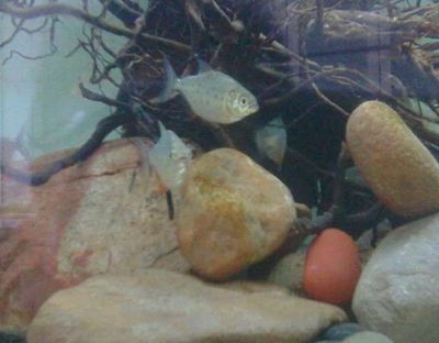 25公分虎魚多久喂一次飼料：25公分的虎魚多久喂一次飼料