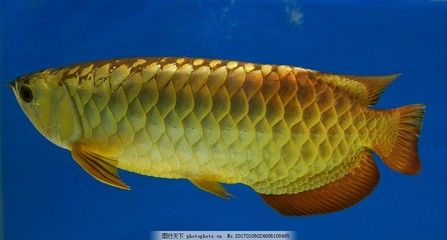 金龍魚熱帶魚還是冷帶魚好：金龍魚是熱帶魚嗎？ 龍魚百科 第2張