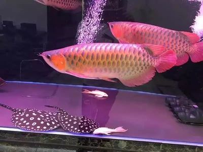 魟魚可以多久不吃東西：[需手動填充]魚多久不吃東西 魟魚百科 第2張