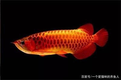 龍魚只吃紅蟲不吃蝦可以嗎：龍魚只吃紅蟲而不吃蝦怎么辦？