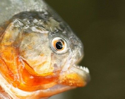 虎魚體型研究：虎魚的體型特征 虎魚百科 第2張