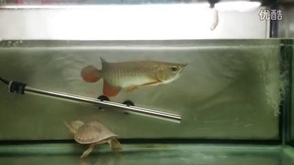 金龍魚豬鼻龜虎魚可以混養(yǎng)嗎：金龍魚、豬鼻龜和虎魚可以混養(yǎng)嗎？