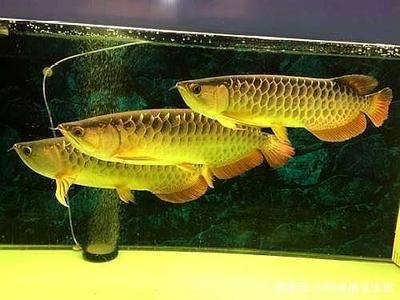 側(cè)濾魚缸：側(cè)濾魚缸與底濾魚缸的區(qū)別