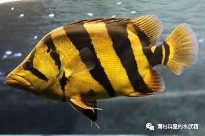 虎魚種類介紹圖片：泰國(guó)虎魚是虎魚種類中最貴的品種，泰國(guó)虎魚種類介紹 虎魚百科 第1張