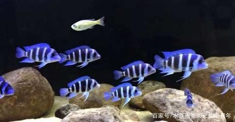 虎魚種類介紹圖片：泰國(guó)虎魚是虎魚種類中最貴的品種，泰國(guó)虎魚種類介紹 虎魚百科 第3張