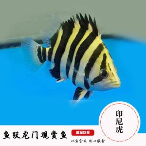 雜紋虎魚能長多大圖片：雜紋虎魚生長大小受到多種因素的影響