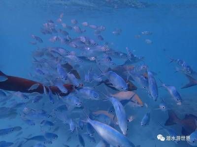 魟魚老在水面上游：魟魚老在水面上游可能有以下幾種情況 魟魚百科 第2張