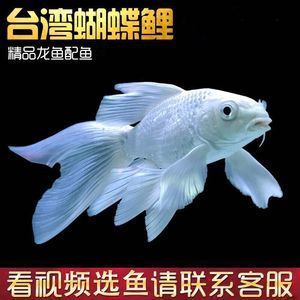 魟魚(yú)幾歲繁殖一次啊多少錢(qián)一只?。呼勽~(yú)幾歲繁殖一次 魟魚(yú)百科 第2張