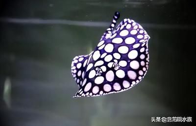 魟魚不動了怎么搶救：魟魚不動了怎么辦 魟魚百科 第3張