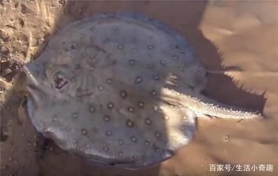 魟魚背部塌陷：魟魚背部塌陷可能是由于多種原因引起的 魟魚百科 第1張