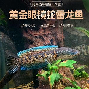 觀賞魚(yú)龍魚(yú)論文1500字：觀賞魚(yú)龍魚(yú)的發(fā)展歷程、飼養(yǎng)管理、鑒賞知識(shí)