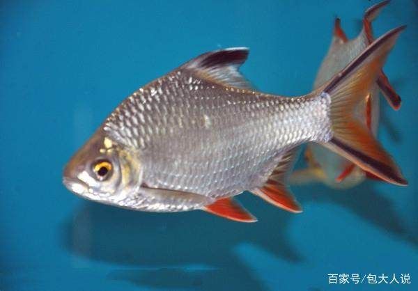 泰國鯽跟龍魚混養(yǎng)怎么樣好養(yǎng)嗎：泰國鯽與龍魚混合養(yǎng)殖是可行的 龍魚百科 第2張