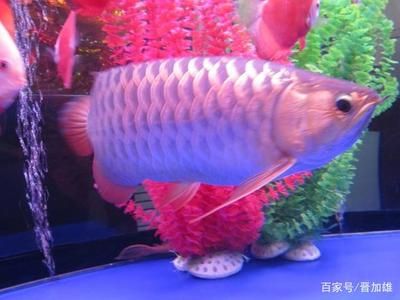 金龍魚3年能長多大：金龍魚3年能長多大，