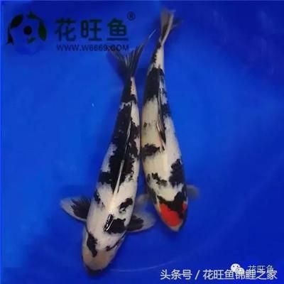 冬天魚缸長綠苔怎么去除：魚缸除藻劑的種類與使用技巧 魚缸百科 第4張