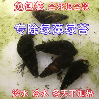 冬天魚缸長綠苔怎么去除：魚缸除藻劑的種類與使用技巧 魚缸百科 第3張