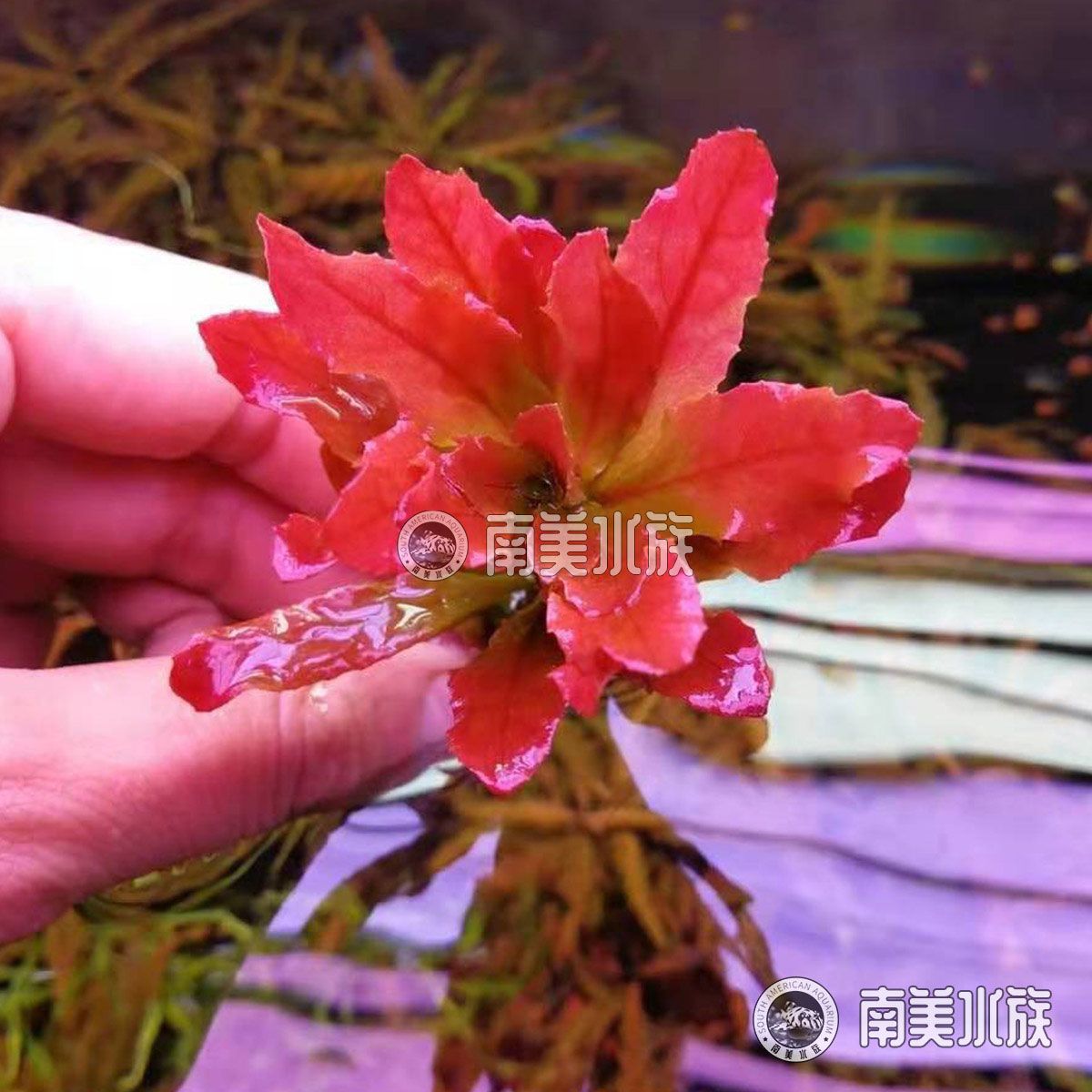 北美魚缸造景：北美魚缸造景之造景技巧 魚缸百科 第1張