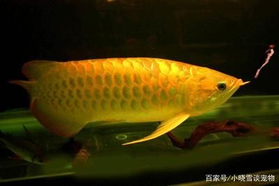 高品質(zhì)金龍魚：高品質(zhì)品質(zhì)金龍魚 龍魚百科 第2張