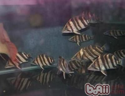 印尼虎魚的飼養(yǎng)環(huán)境：印尼虎魚的飼養(yǎng)方式 虎魚百科 第1張