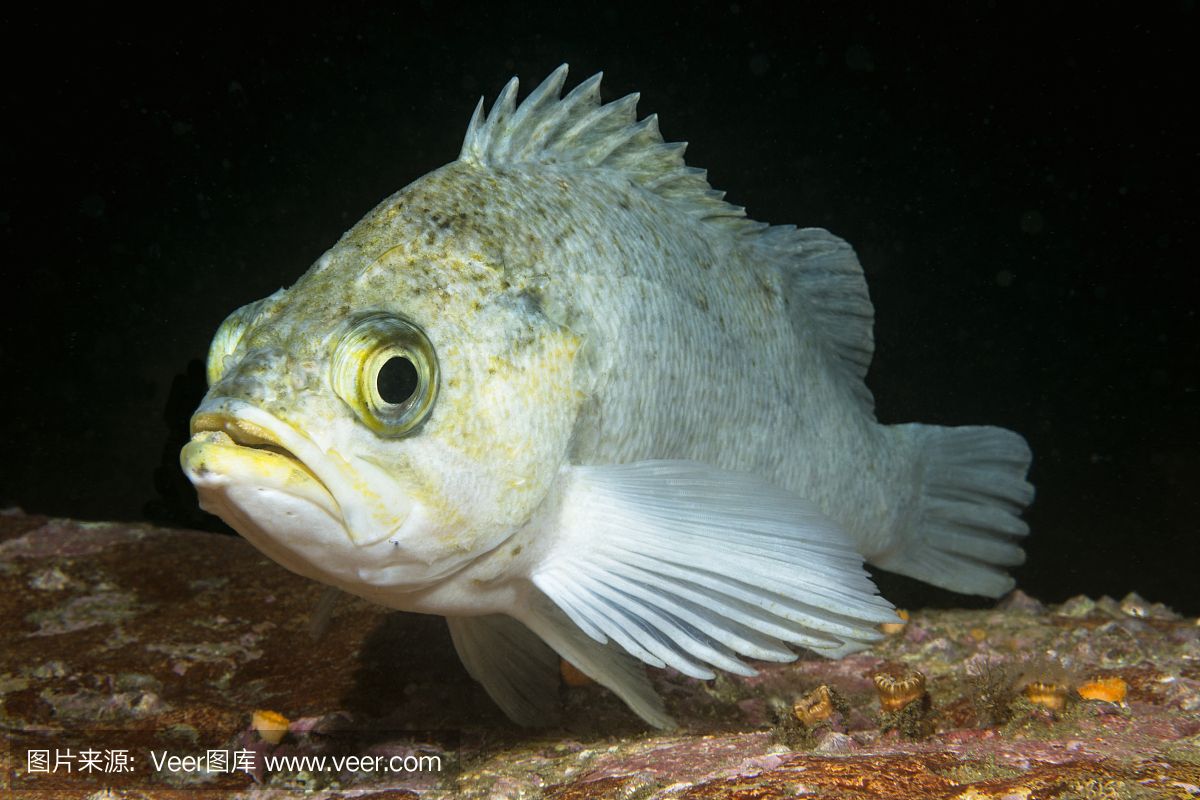 白石能放魚(yú)缸嗎有毒嗎：白石能放魚(yú)缸嗎？ 魚(yú)缸百科 第1張