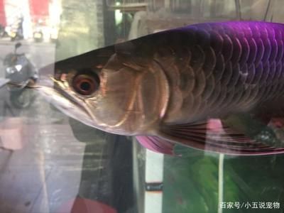 金龍魚多久發(fā)色一次：金龍魚發(fā)色過程 龍魚百科 第3張