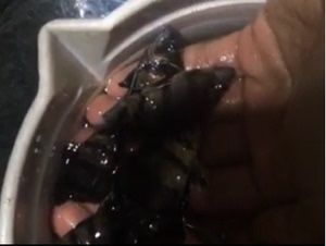 印尼虎魚吃海蝦嗎：印尼虎魚可以吃海蝦嗎 虎魚百科 第2張