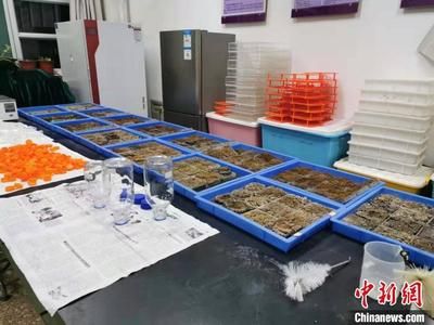 超白魚缸角磕破了還能用嗎：超白魚缸角磕破后的使用安全性取決于多種因素進(jìn)入 魚缸百科 第1張