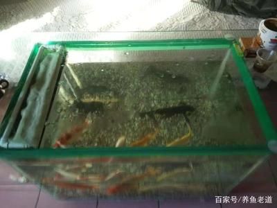 玻璃魚缸專用膠怎么用：如何使用玻璃魚缸專用膠 魚缸百科 第4張