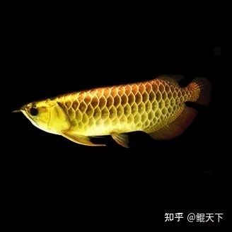 養(yǎng)虎魚(yú)有什么寓意和象征：養(yǎng)虎魚(yú)不僅具有觀賞價(jià)值還具有豐富的寓意和象征意義 虎魚(yú)百科 第1張