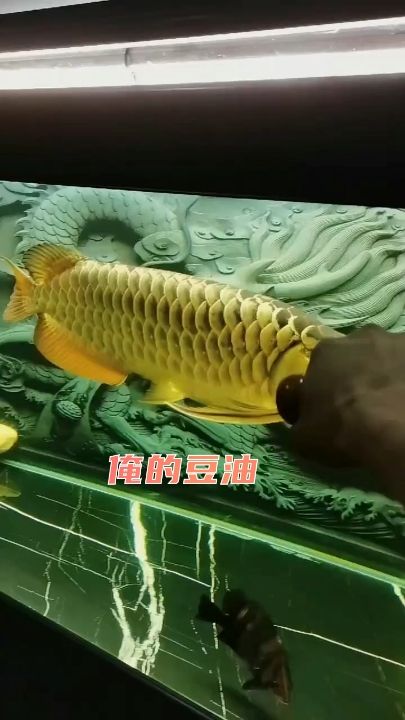 發(fā)個日常吧：一點點積累，一點點變化！ 觀賞魚論壇