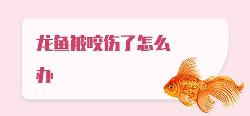 被龍魚咬了怎么辦：被龍魚咬傷了怎么辦