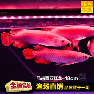 龍魚價(jià)格排名前十名品種有哪些：全球十大最貴觀賞魚之一龍魚價(jià)格排名前十名有哪些 龍魚百科 第3張