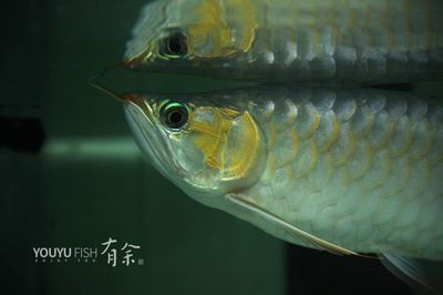 魟魚(yú)下鹽好處與壞處：魟魚(yú)下鹽好處與壞處與壞處,魟魚(yú)下鹽好處與壞處 魟魚(yú)百科 第1張