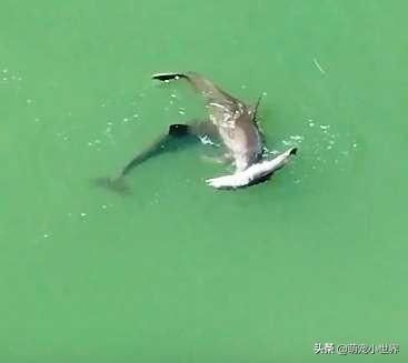 魟魚(yú)加鹽死了能吃嗎：魟魚(yú)在添加鹽之后死亡，這種情況下魚(yú)是否還能吃