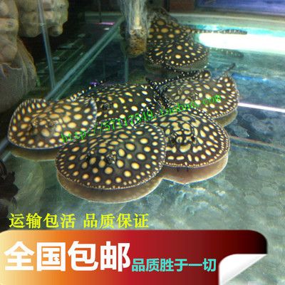 缸魚或魟魚牙：鱗魚和魟魚的區(qū)別 魟魚百科 第3張