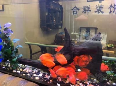 超市賣淡水魚專用魚缸：超市賣淡水魚專用魚缸價格是多少？