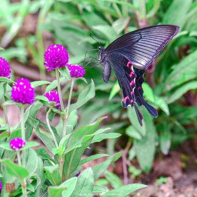 彩蝶1.2米：彩蝶1.2米魚缸 彩鰈魚缸（彩蝶魚缸） 第1張