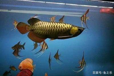 虎魚可以單養(yǎng)嗎？：虎魚可以單養(yǎng)嗎， 虎魚百科 第3張