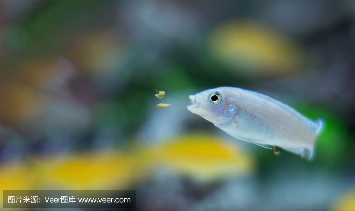 彩蝶魚缸養(yǎng)錦鯉：在魚缸中飼養(yǎng)彩蝶魚和錦鯉，需要注意哪些問(wèn)題？ 彩鰈魚缸（彩蝶魚缸） 第3張