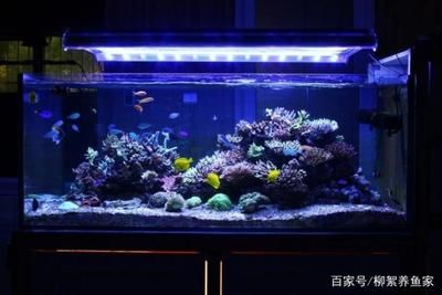 大型魚缸底部漏水用什么膠最好：大型魚缸底部漏水怎么辦？ 魚缸百科 第1張