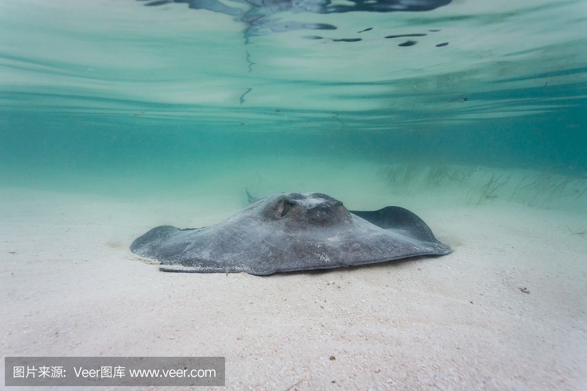 魟魚(yú)死亡身上大量粘液是什么?。呼勽~(yú)死亡身上大量粘液是什么病[需手動(dòng)填充]魚(yú)死亡身上大量粘液是什么病 魟魚(yú)百科 第3張