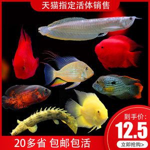 金龍魚和皇冠魚可以混養(yǎng)嗎：金龍魚和皇冠魚可以混養(yǎng)嗎金龍魚和皇冠魚可以混養(yǎng)嗎 龍魚百科 第3張