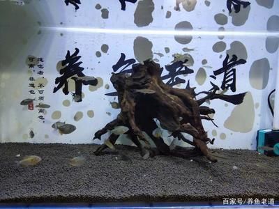 虎魚可以和蝴蝶鯉混養(yǎng)嗎？：虎魚和蝴蝶鯉可以混養(yǎng)嗎虎魚和蝴蝶鯉可以混養(yǎng)嗎 虎魚百科 第2張