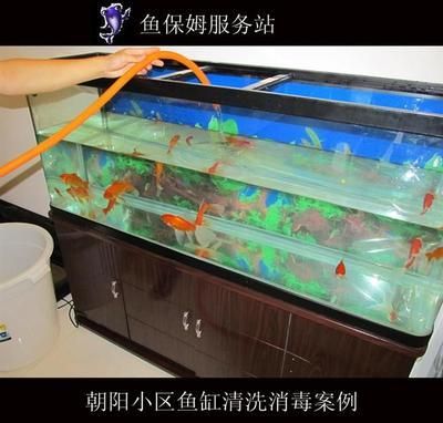 大型魚(yú)缸消毒最簡(jiǎn)單的方法如下：大型魚(yú)缸消毒的方法 魚(yú)缸百科 第4張