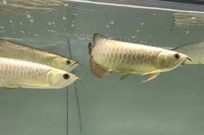 龍魚可以吃冷凍魚嗎怎么喂食：龍魚可以吃冷凍魚嗎 龍魚百科 第2張