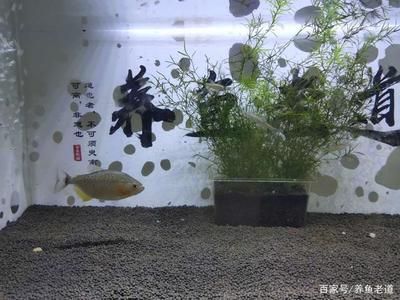 初學(xué)養(yǎng)魚小魚缸適合養(yǎng)什么樣的魚：小魚缸適合養(yǎng)什么樣的魚？ 魚缸百科 第3張