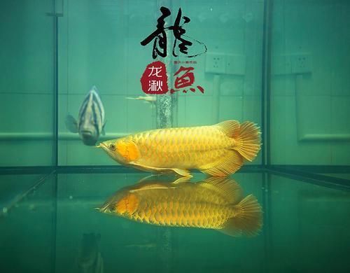 龍魚怎么養(yǎng)狀態(tài)才會更好養(yǎng)活：養(yǎng)龍魚的注意事項 龍魚百科 第1張